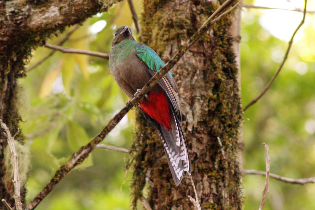 Quetzal