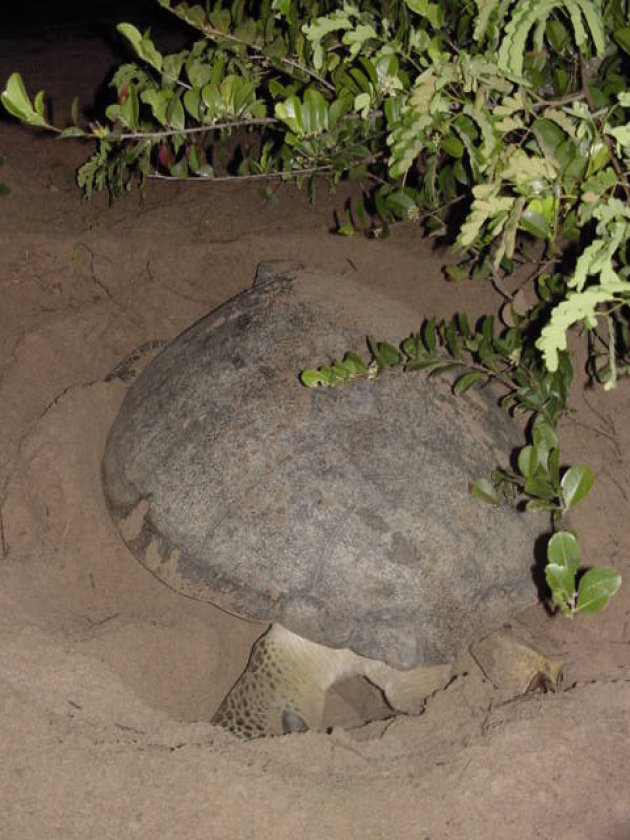 2002: Reserve Naturelle de l'Amana: zeeschildpad legt eieren.