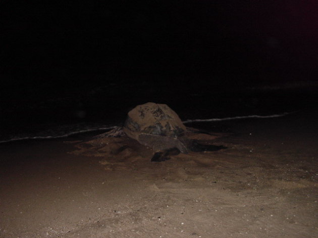 2002: Reserve Naturelle de l'Amana: een lederschildpad (2 meter lang).