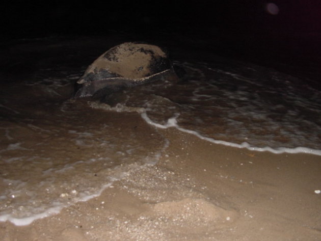 2002: Reserve Naturelle de l'Amana: een zeeschildpad.