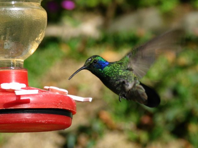 Hummingbird