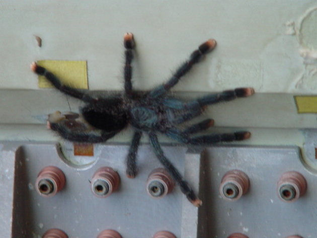 2002: Kourou: Musee de l'espace: vogelspin.