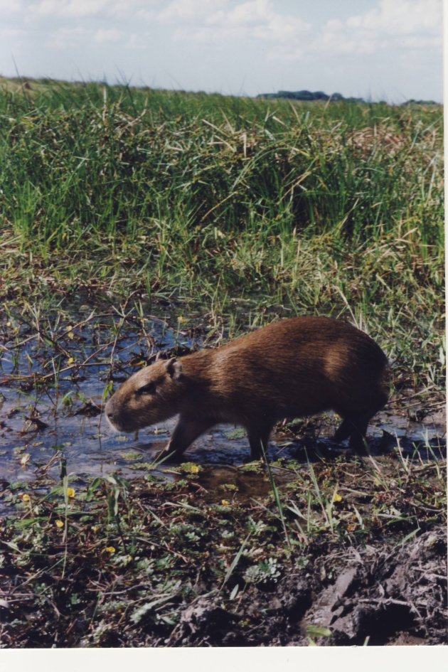 lief "klein marmotje".