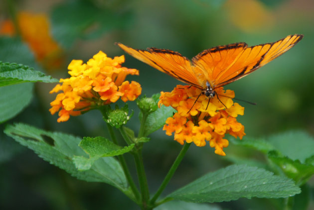 Mooi oranje!!