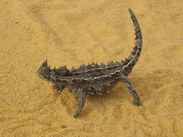 Thorny Devil