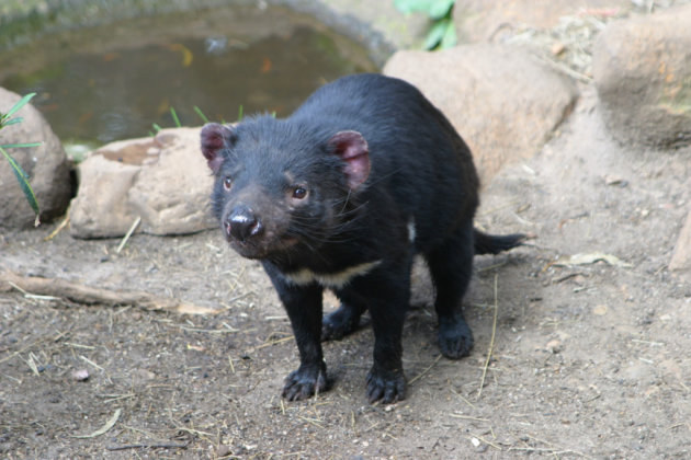 Tasmanian Devil