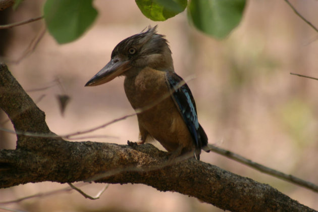 kookabura