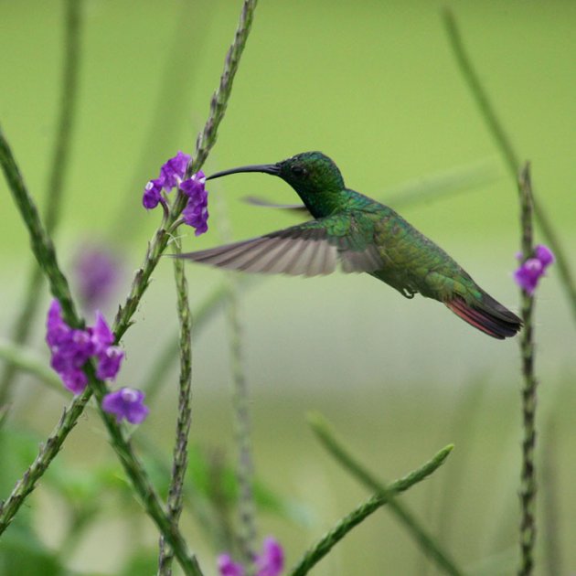 kolibri