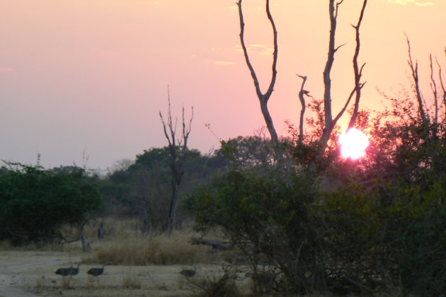 South Luangwa National Park