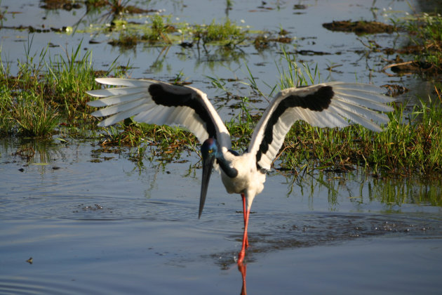 Jabiru