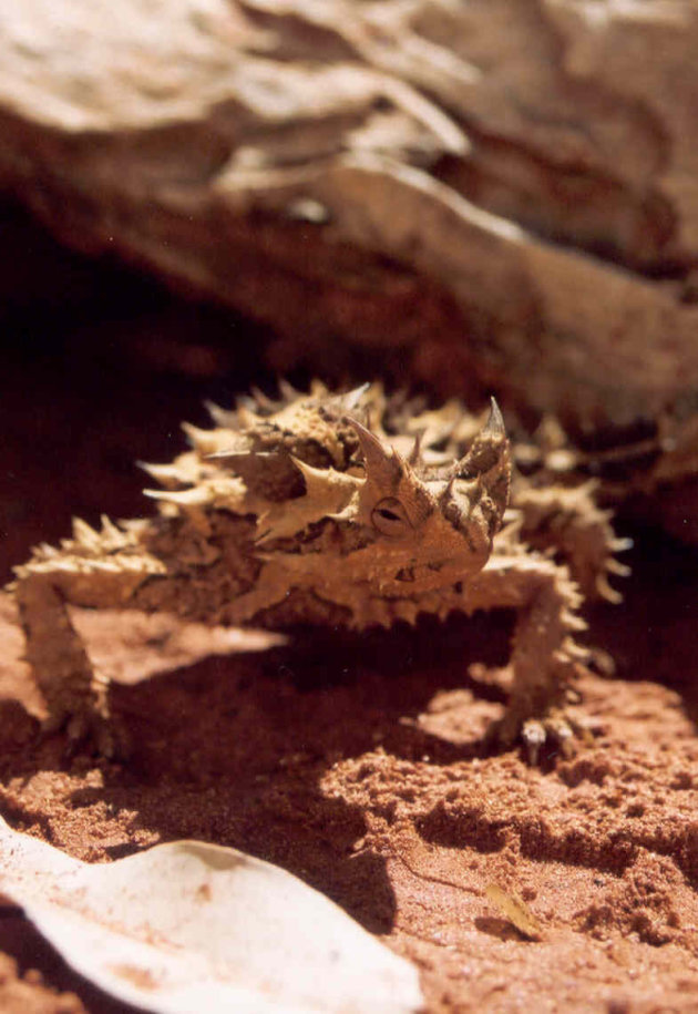 thorni devil