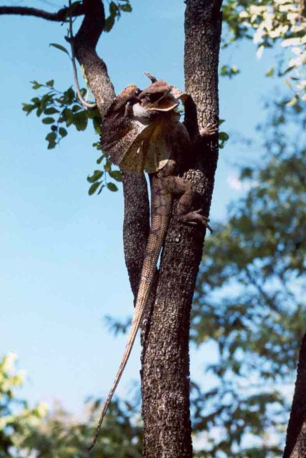 frilled neck lizzard