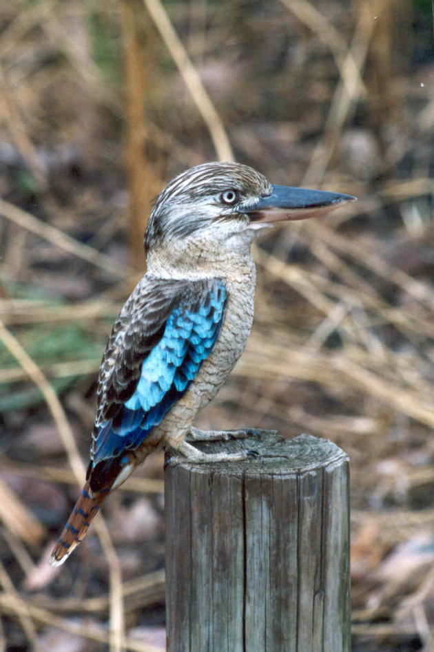 kookaburra