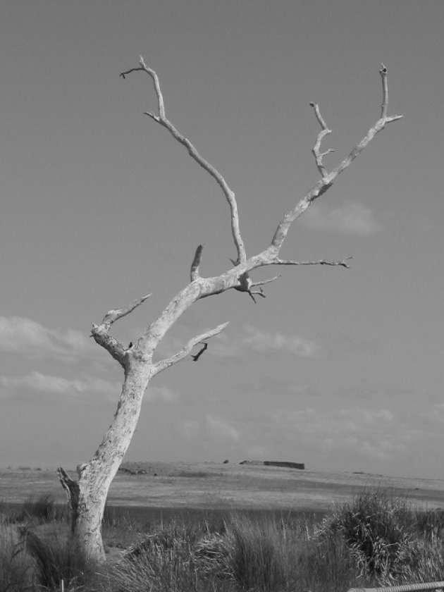 Tasmanian Tree