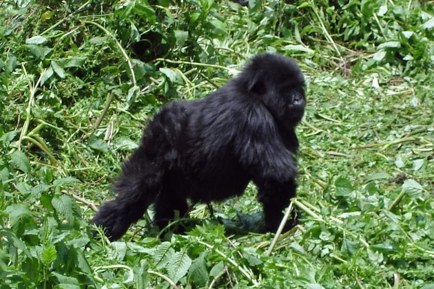 Baby gorilla