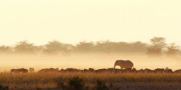 elephant in the mist