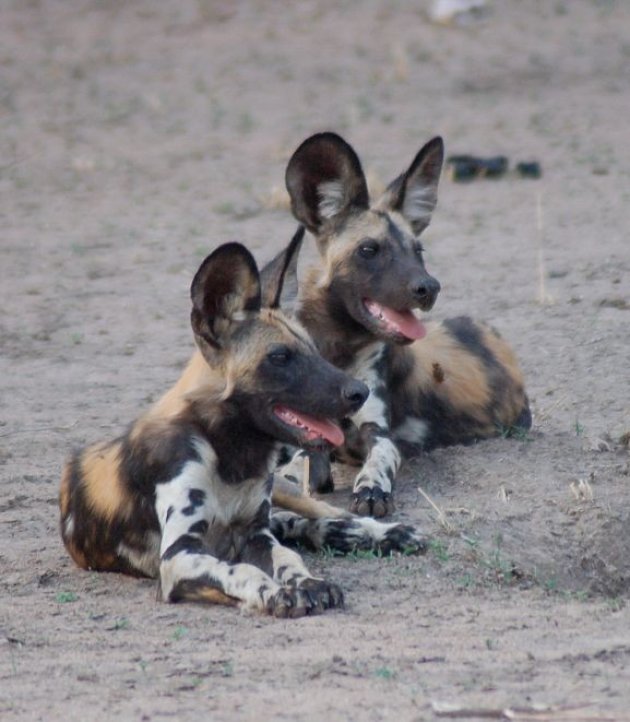 Wild Dogs 