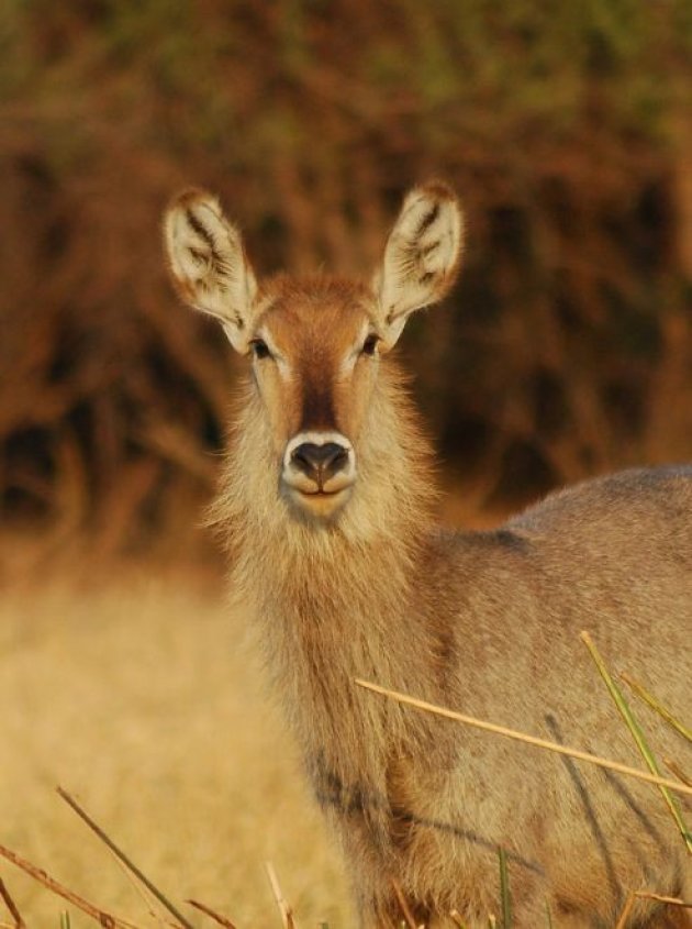 Waterbok bij het Shire River 