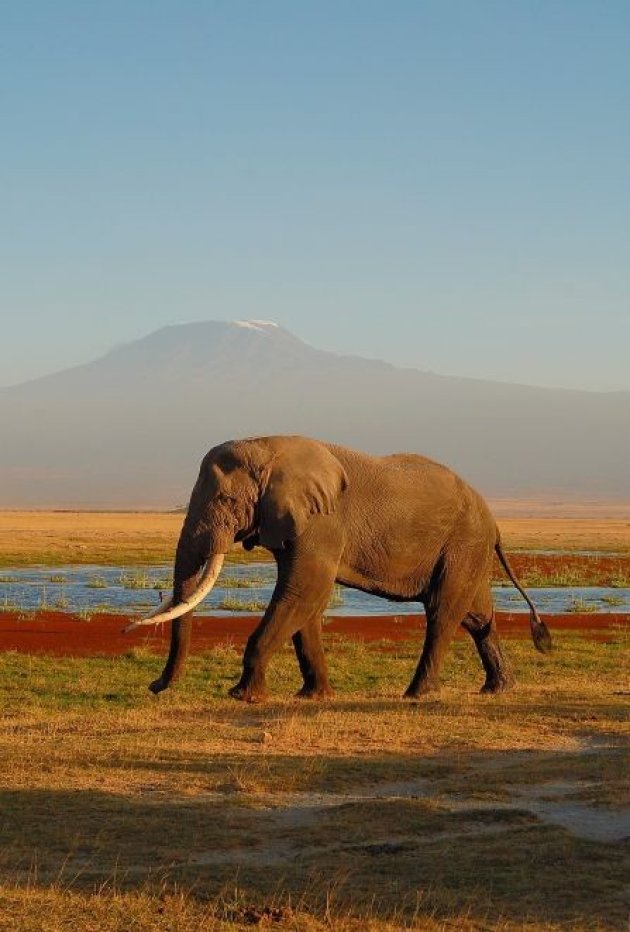 Kilimanjaro 