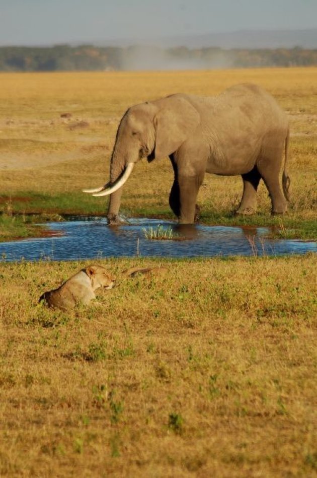 Leeuw en Olifant