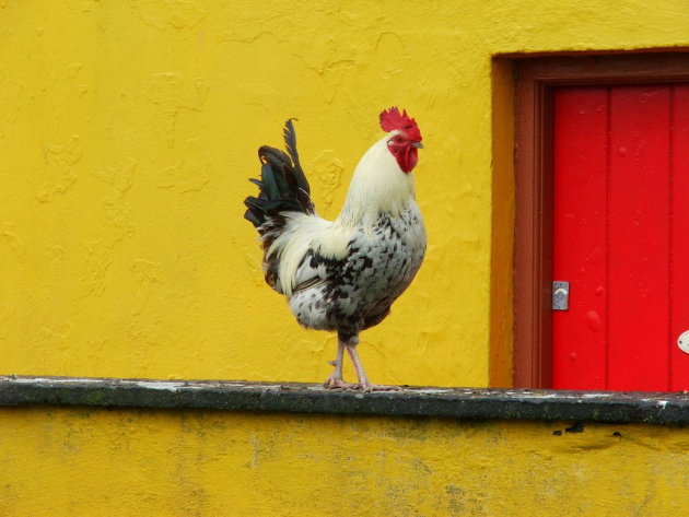 Haan op de Aran islands