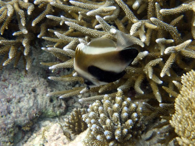 Een phantom banner butterflyfish