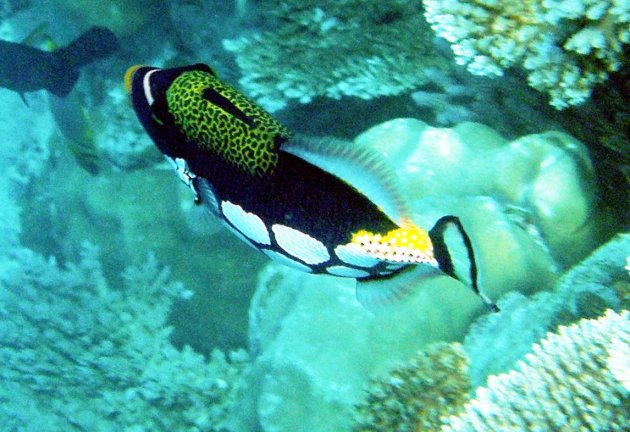 Clown Triggerfish