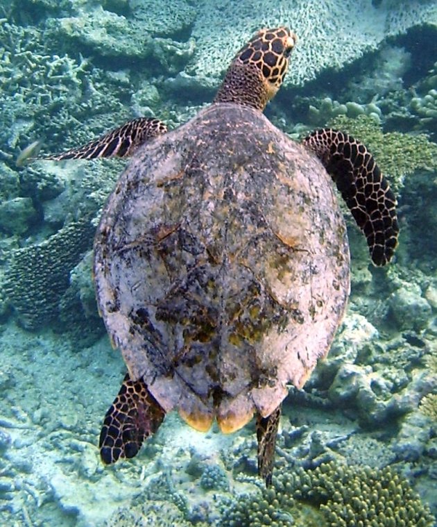 Schildpad op zoek naar eten