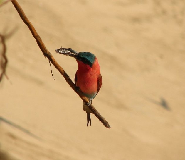 Carmine Bee eater