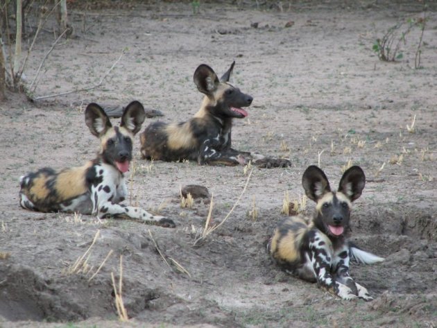 Wild Dogs 