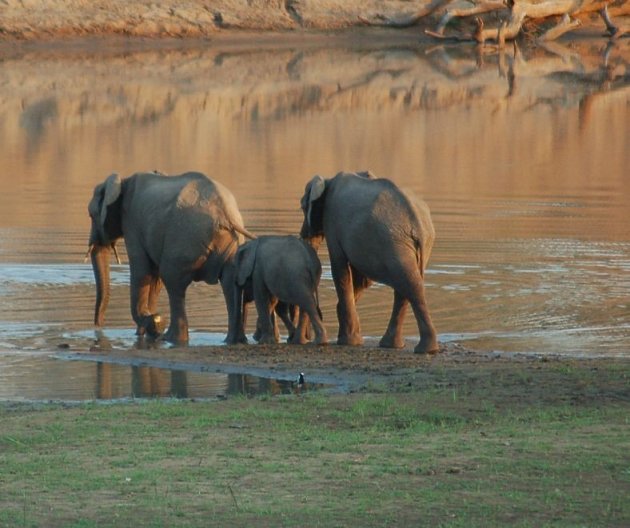 Familie Jumbo