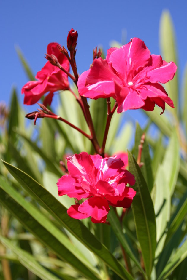 Oleander