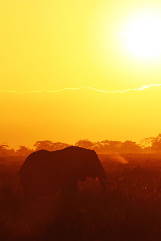 olifant in de ochtend