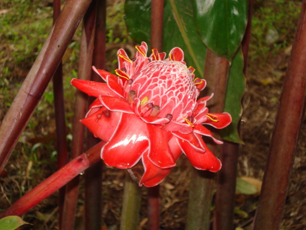 Really, REALLY red flower :-)