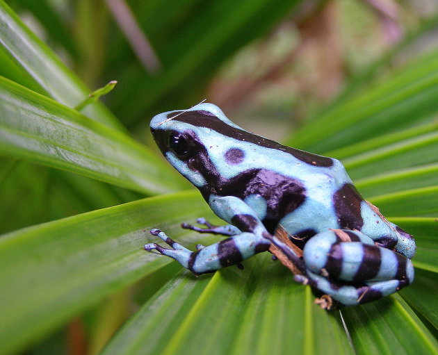 Dart Poison Frog