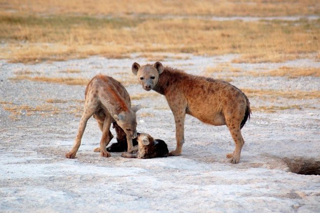 Familie Hyena 