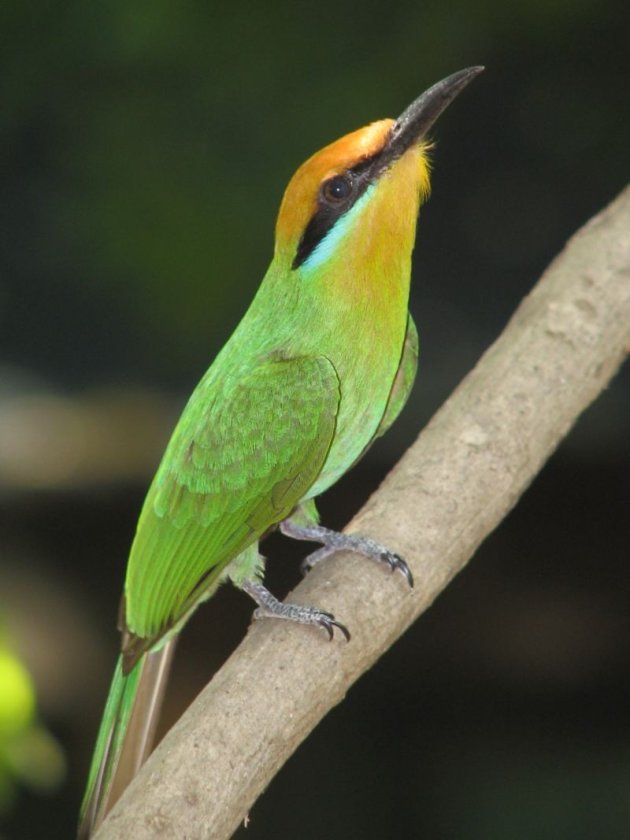 Bohms bijeneter in Malawi