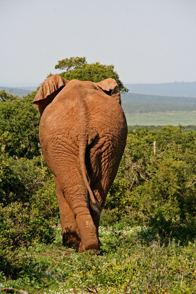 Olifant in Addo NP