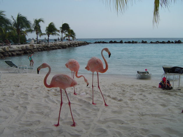 flamingo's op het strand