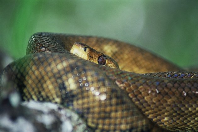 CORALLUS HORTULANUS AMAZON TREE BOA TUIN BOA