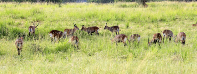 Wild spotten in Uganda