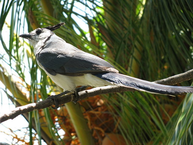 Brutale vogel