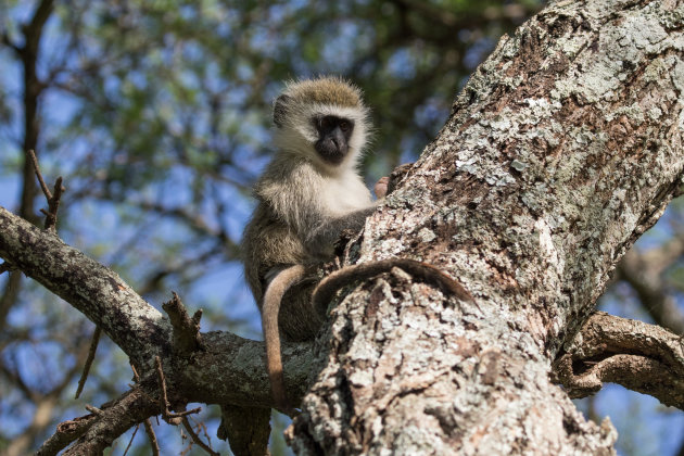 Vervet monkey met baby