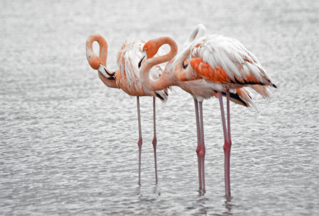 Flamingo's bij elkaar in de wateren van Bonaire