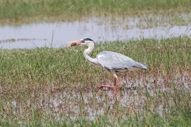 Reiger vangt schildpad