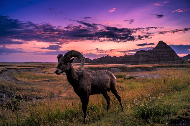 Dikhoornschaap in Badlands National Park