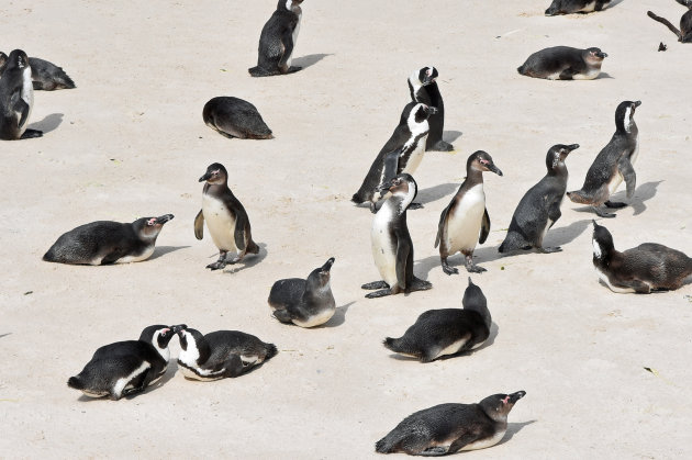 Zwartvoetpinguins