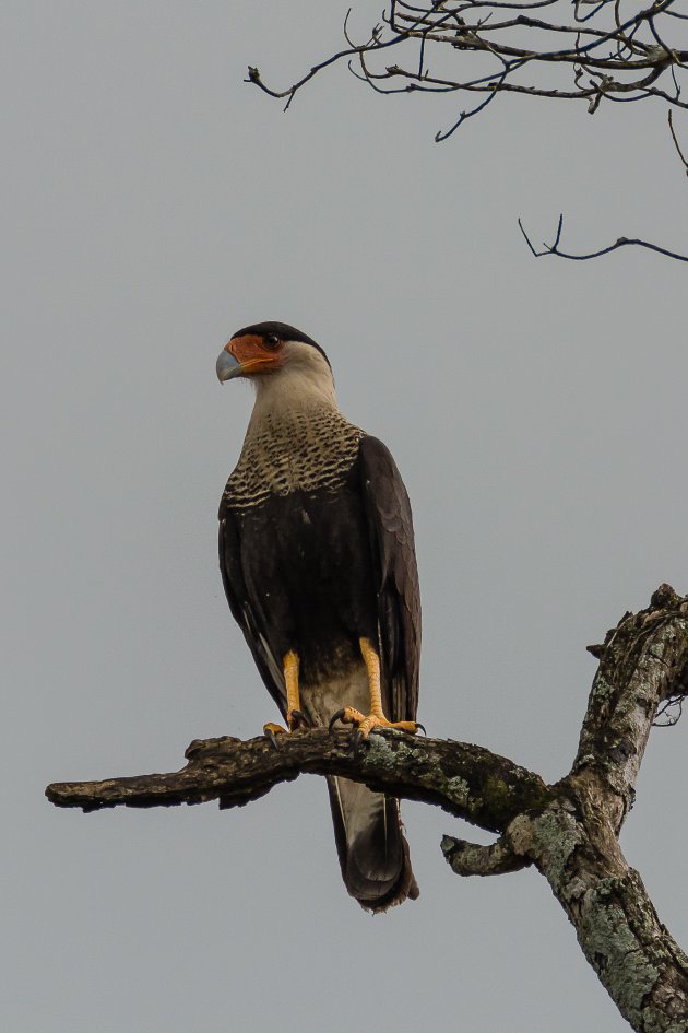 Noordelijke kuifcaracara