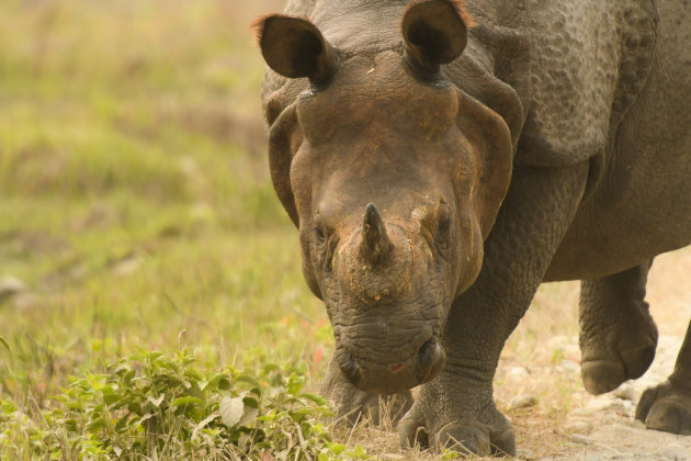 Indische neushoorn in Manas N.P.