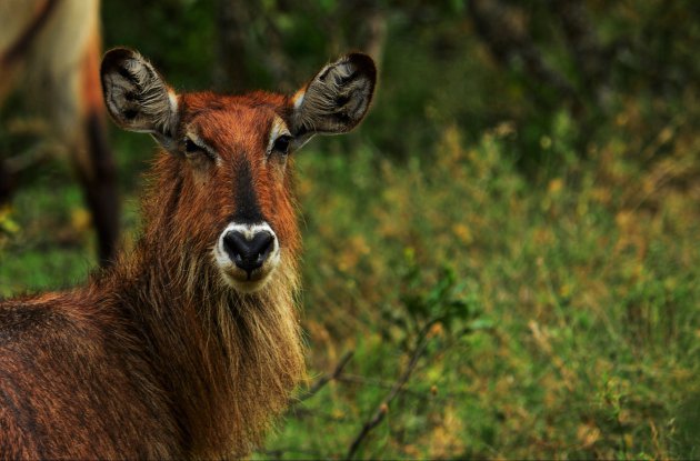 Waterbok